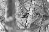 preview bw
