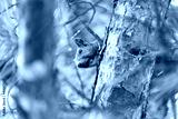 preview cold