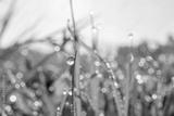 preview bw