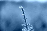 preview cold