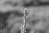 preview bw
