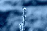 preview cold