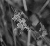 preview bw