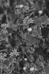 preview bw