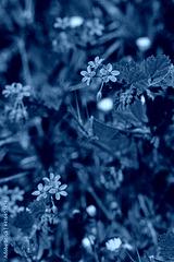 preview cold