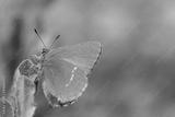 preview bw