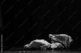 preview bw