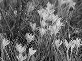 preview bw