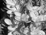 preview bw