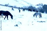 preview cold