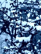 preview cold
