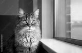 preview bw