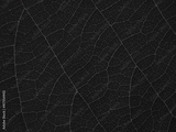 preview original