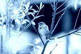 preview cold