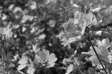 preview bw