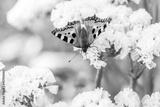 preview bw