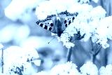 preview cold