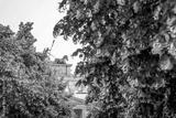 preview bw