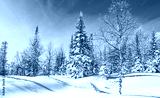 preview cold