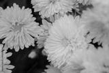 preview bw