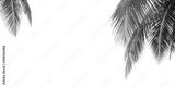 preview bw