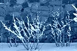 preview cold