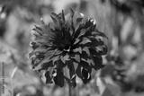 preview bw