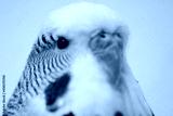 preview cold
