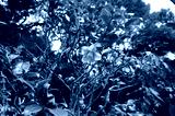 preview cold