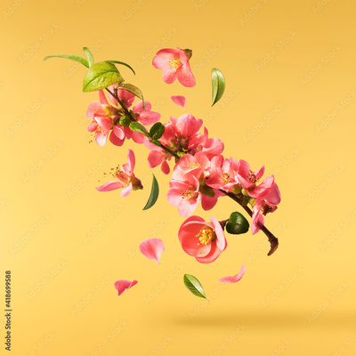 image to crop