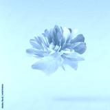 preview cold