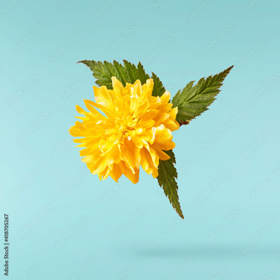image to crop