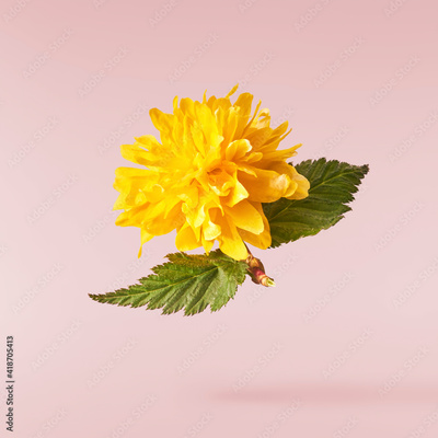 image to crop