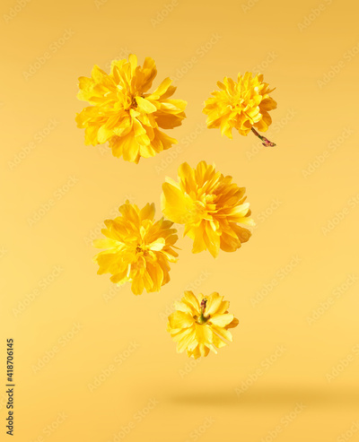 image to crop