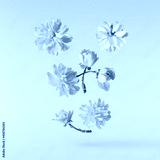 preview cold