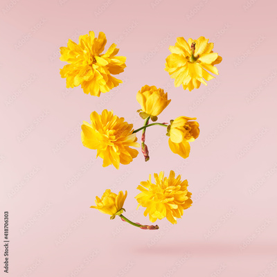 image to crop