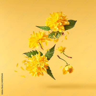 image to crop