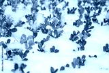 preview cold