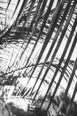 preview bw