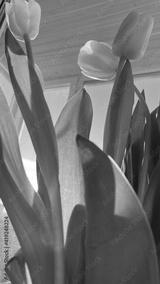 preview bw