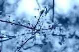 preview cold