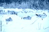 preview cold