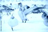preview cold
