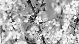preview bw