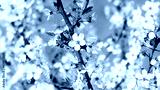 preview cold