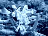 preview cold