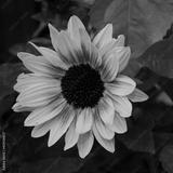 preview bw