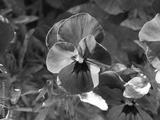 preview bw
