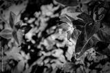 preview bw