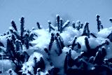 preview cold